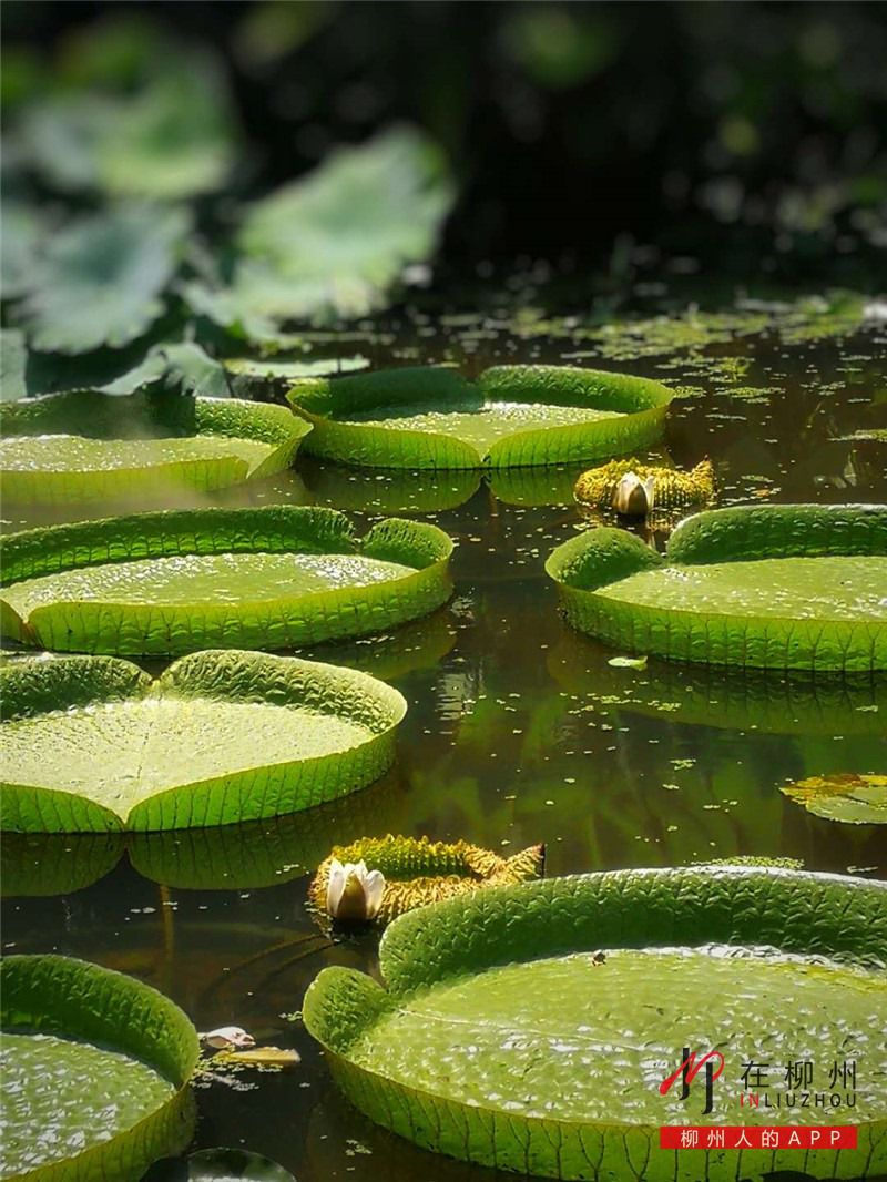 1531699842112726.jpg middle_e04a66dd8611ab278ac0ceb20f4a4628.jpg