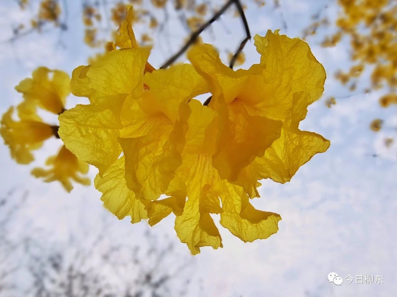 1679293686640183.jpg 1679293686640183.jpg