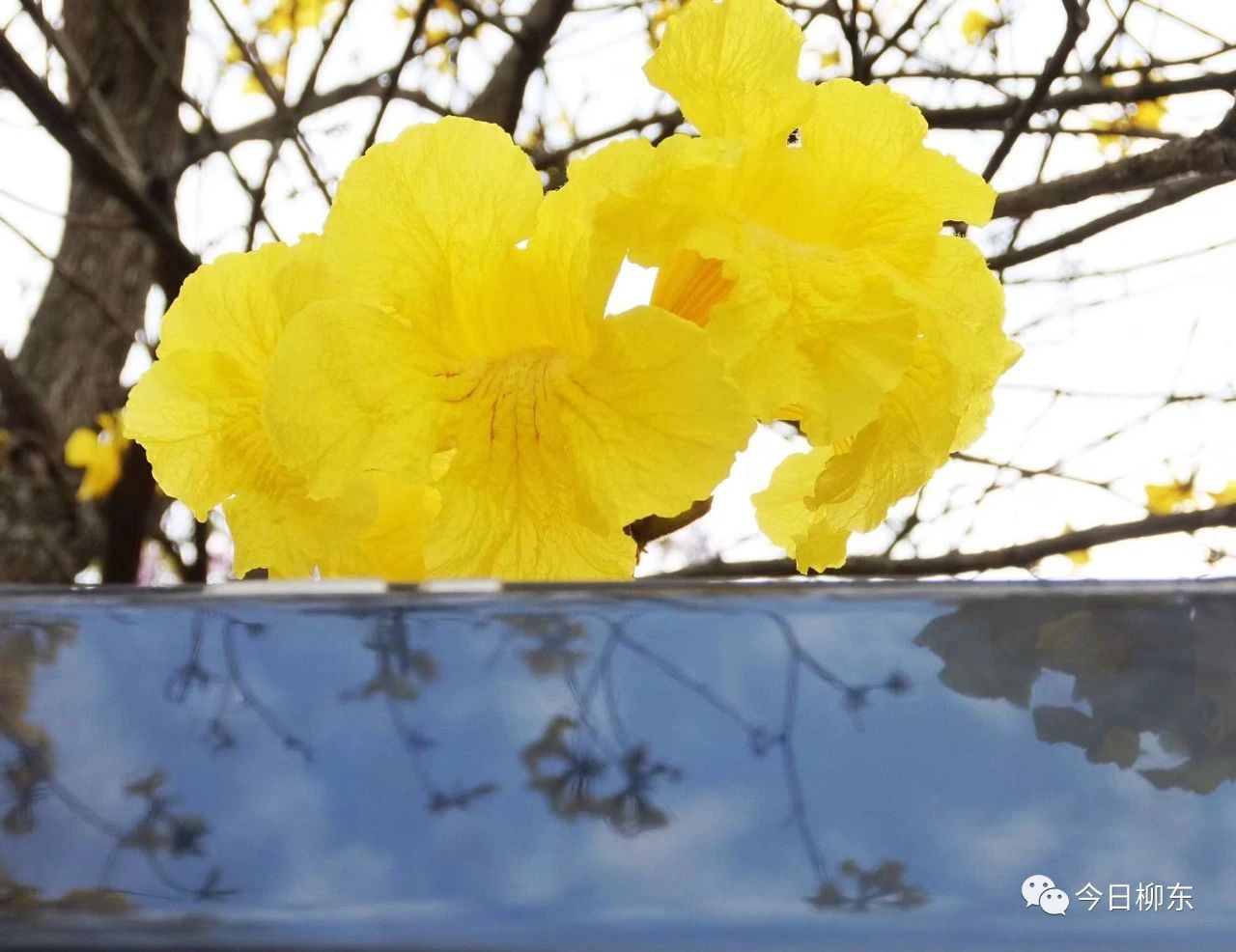 1679293694108780.jpg 1679293694108780.jpg