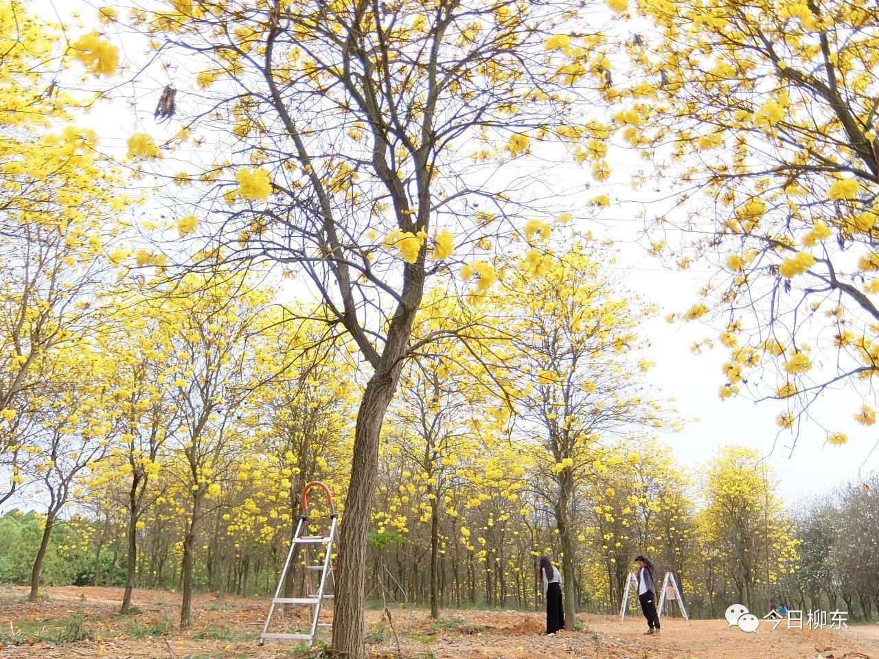 1679293712906464.jpg 1679293712906464.jpg